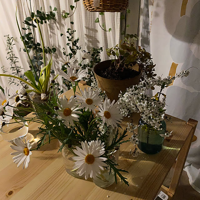 植物のある暮らし/観葉植物/無印良品/団地で暮らす。/一人暮らし...などのインテリア実例 - 2021-03-14 00:38:48