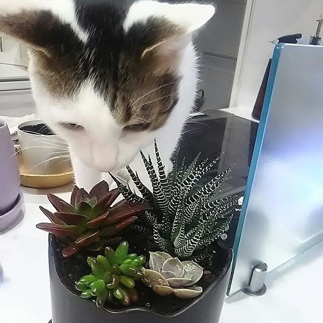 sunnyさんの実例写真
