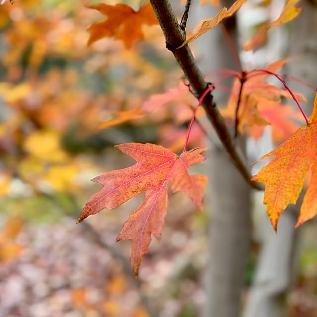 Lucyさんの実例写真