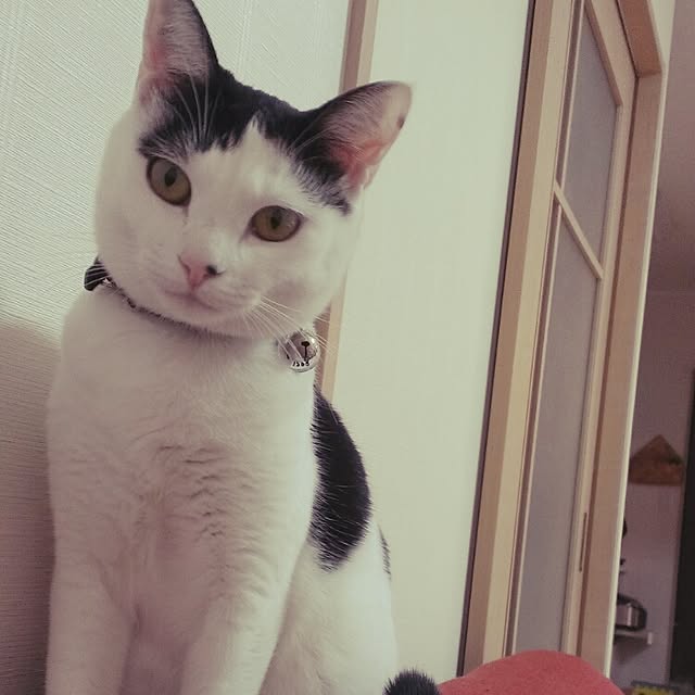 tamaさんの実例写真
