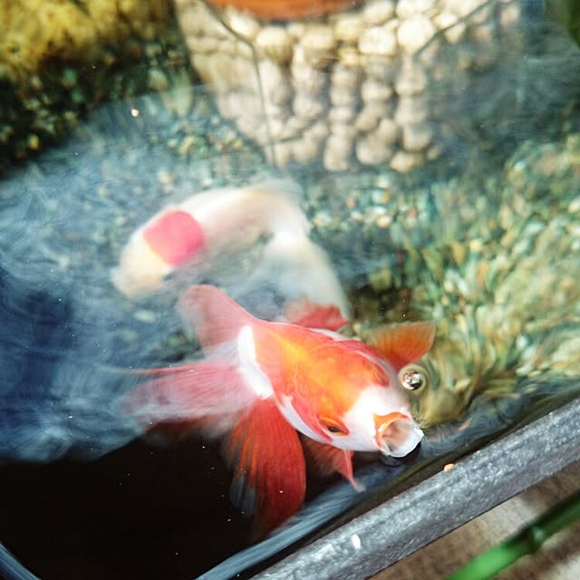 mikanmamaさんの実例写真