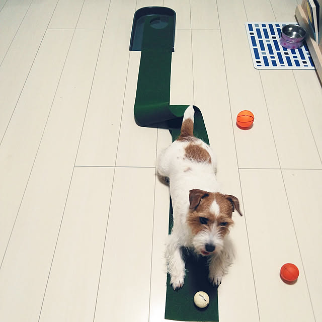 mintさんの実例写真