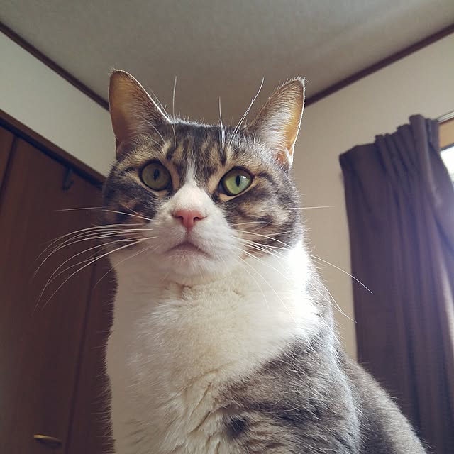 caffeineさんの実例写真