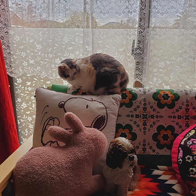 kumutanさんの実例写真