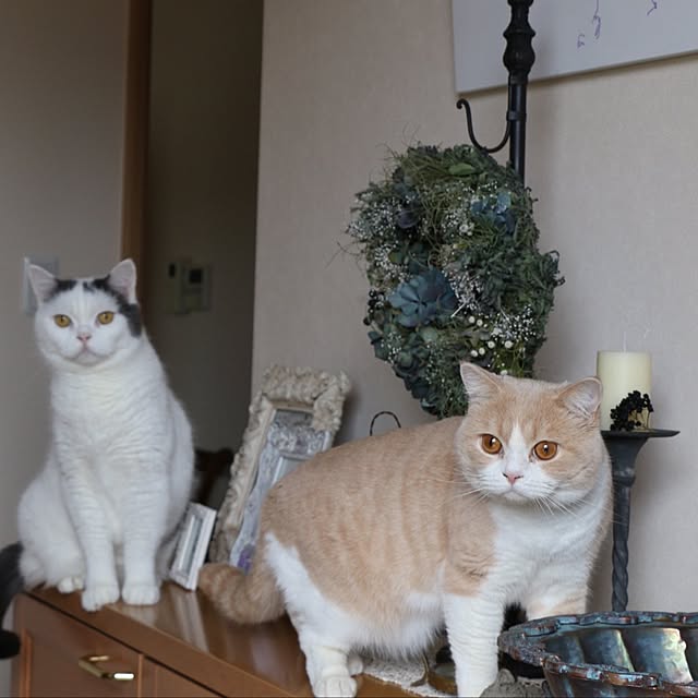 rekomamaさんの実例写真