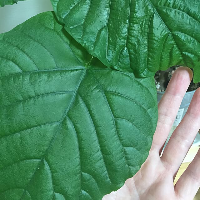 k-grainさんの実例写真