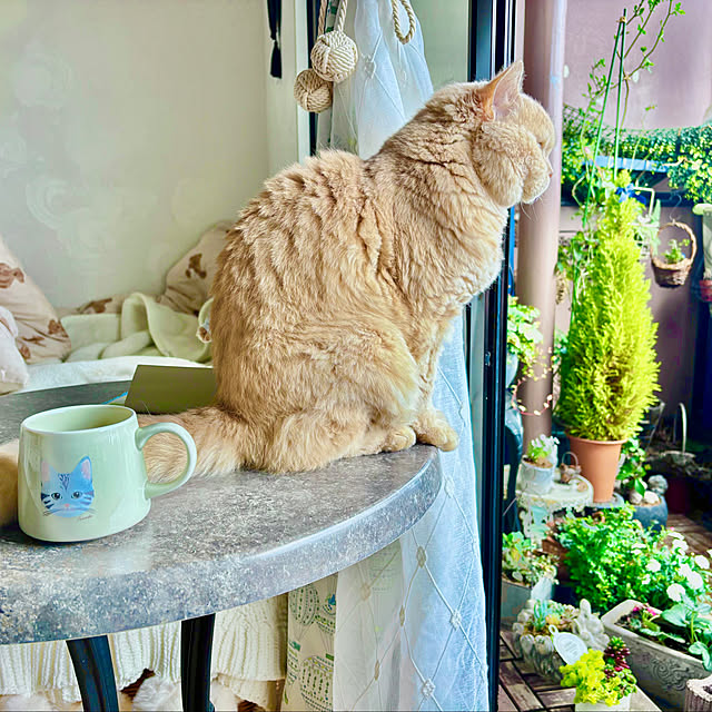 naokoさんの実例写真