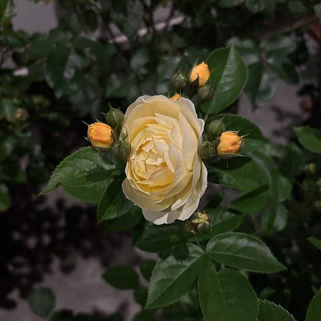 choさんの実例写真