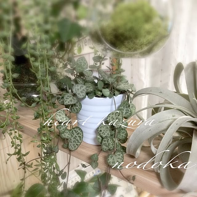 nodokaさんの実例写真