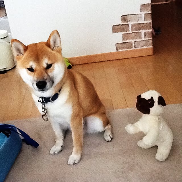 kotaさんの実例写真