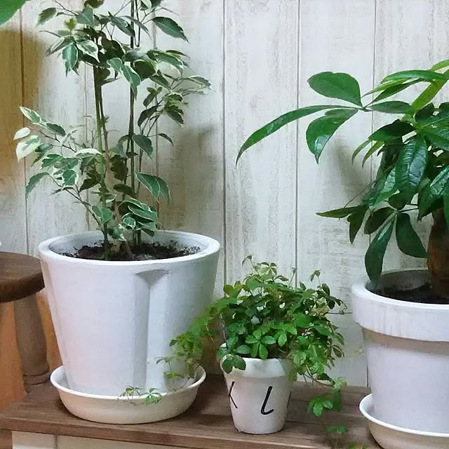 naopyiさんの実例写真
