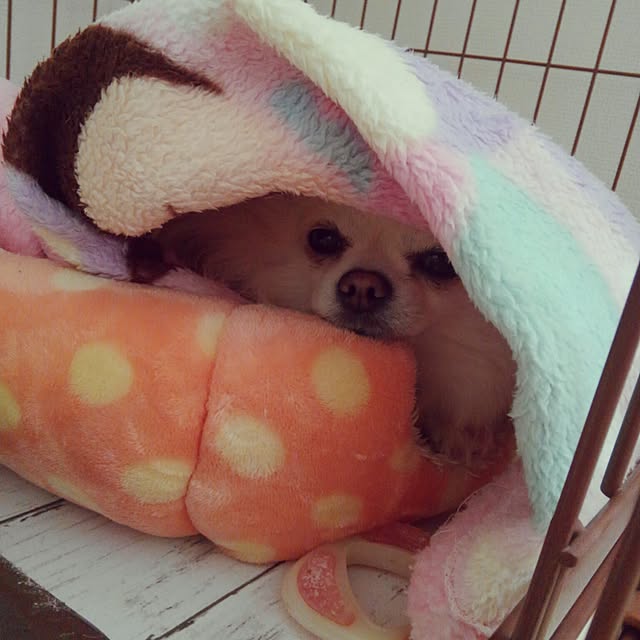 okuriさんの実例写真