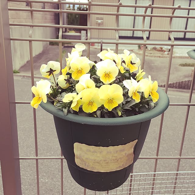 Ringo8chさんの実例写真