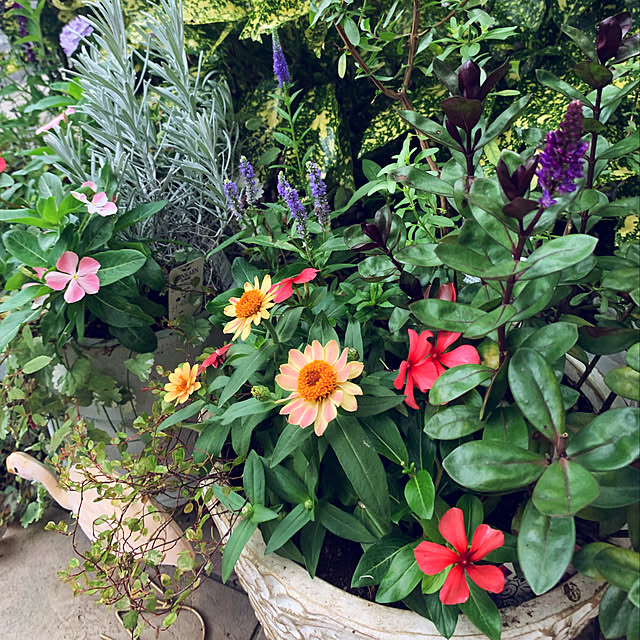 yukarin-gardenさんの実例写真