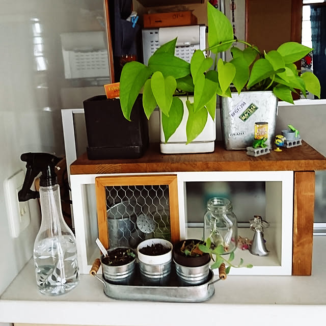 キッチン/観葉植物/100均のインテリア実例 - 2019-10-19 22:55:07