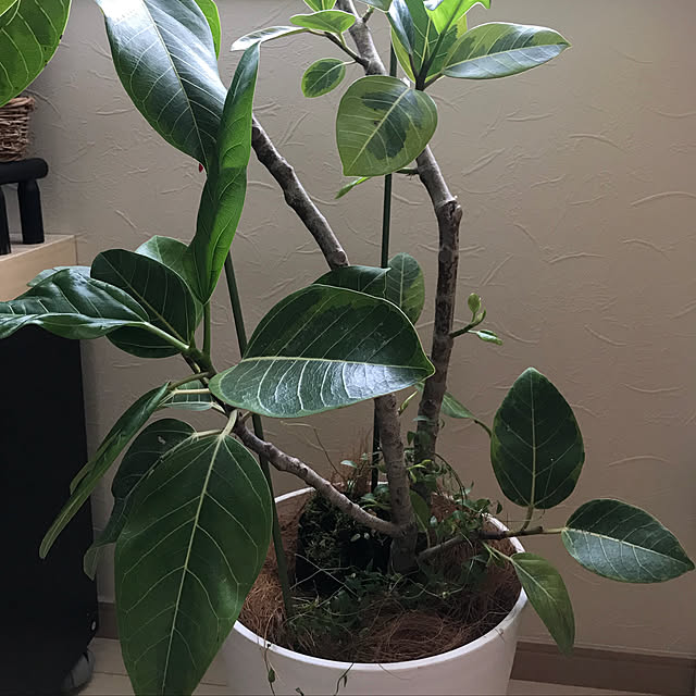 fuuさんの実例写真