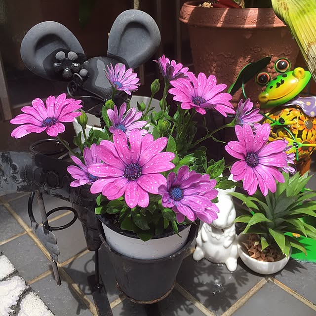 miporinさんの実例写真