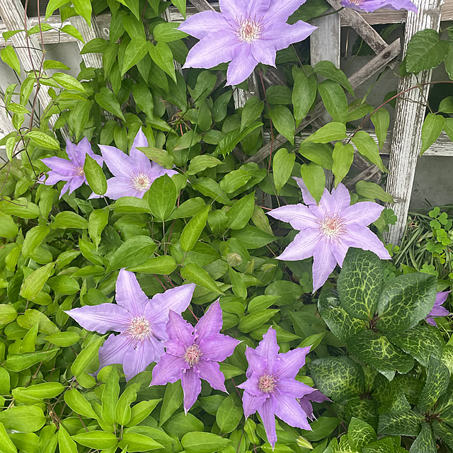 nattunさんの部屋