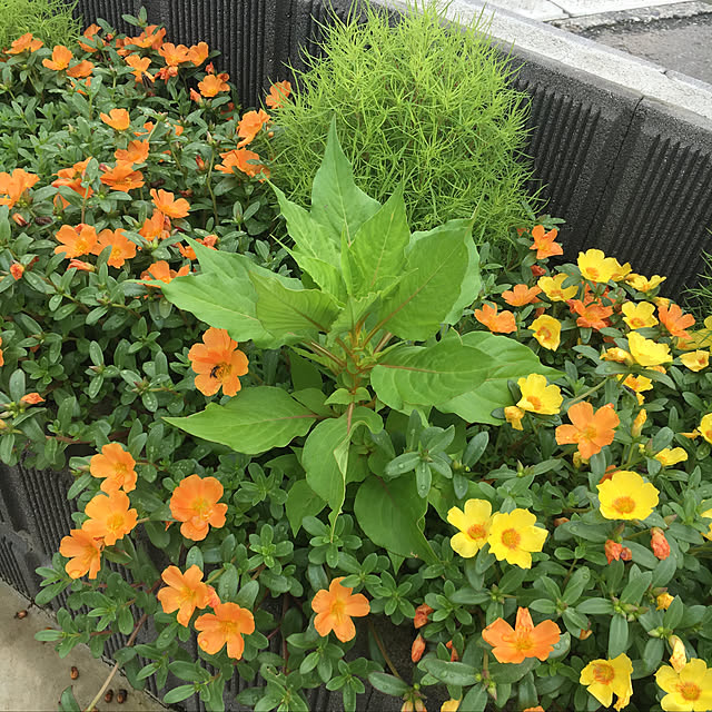 nanachanmamaさんの実例写真