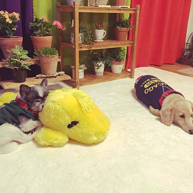 akikoさんの実例写真