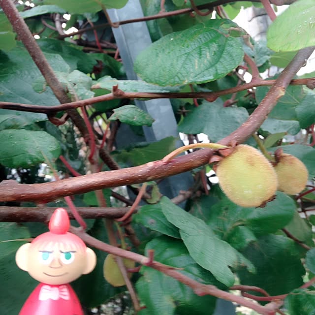 okeiさんの実例写真