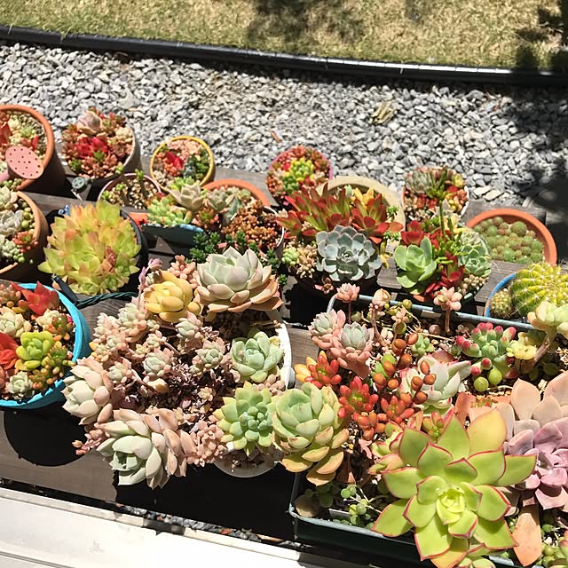 棚/多肉植物/多肉寄せ植えのインテリア実例 - 2017-05-07 11:33:34