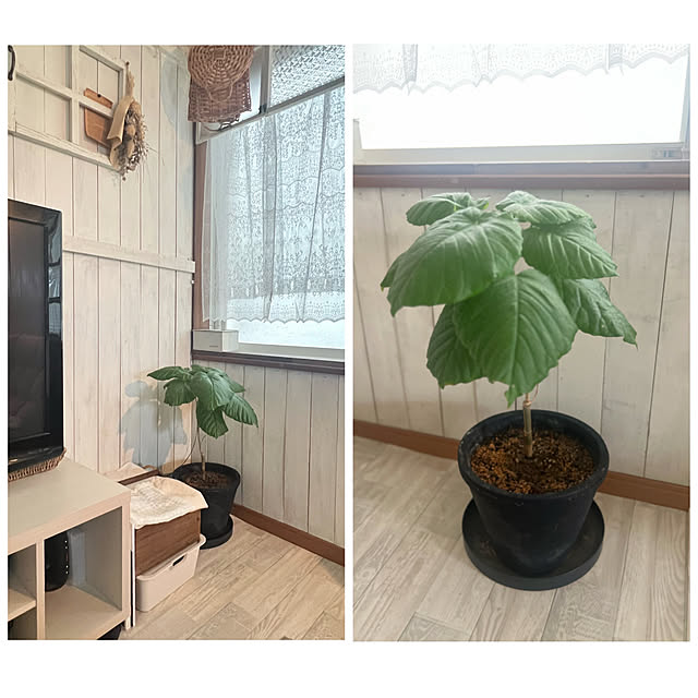 rookuさんの部屋