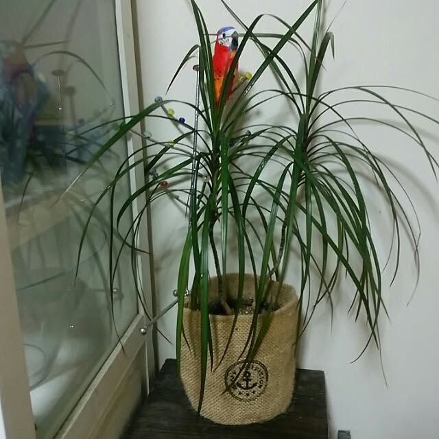 marokoさんの実例写真