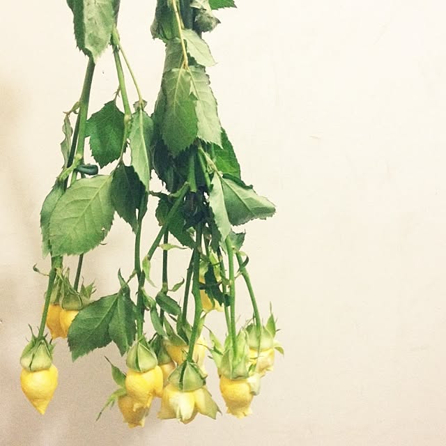 shinobunさんの実例写真