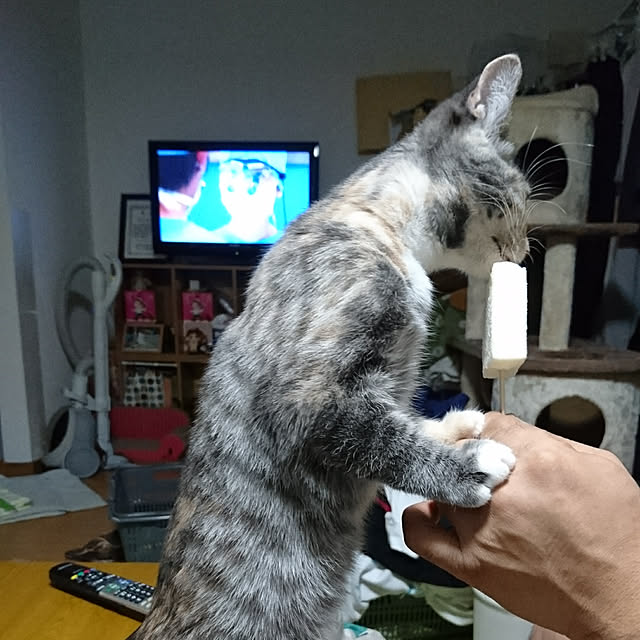 shinobuさんの実例写真