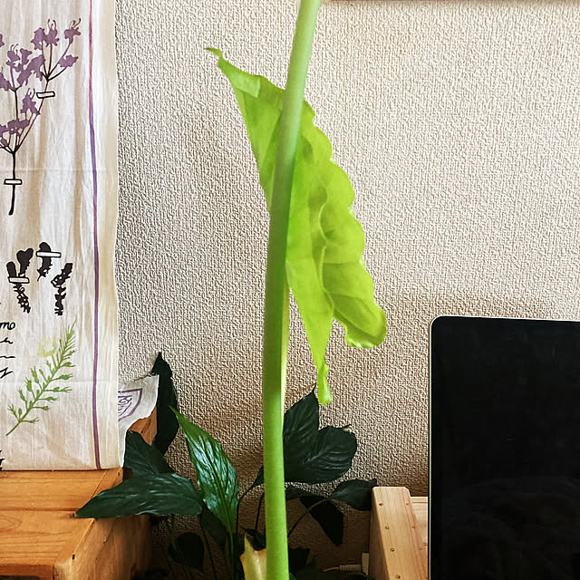 nekoashi_mitubuさんの実例写真