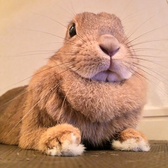 inazaurusuさんの実例写真