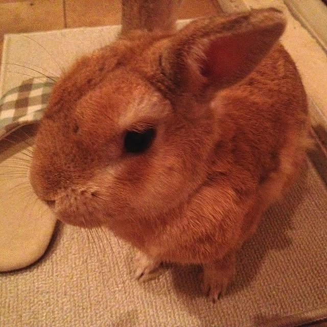 kimuさんの実例写真