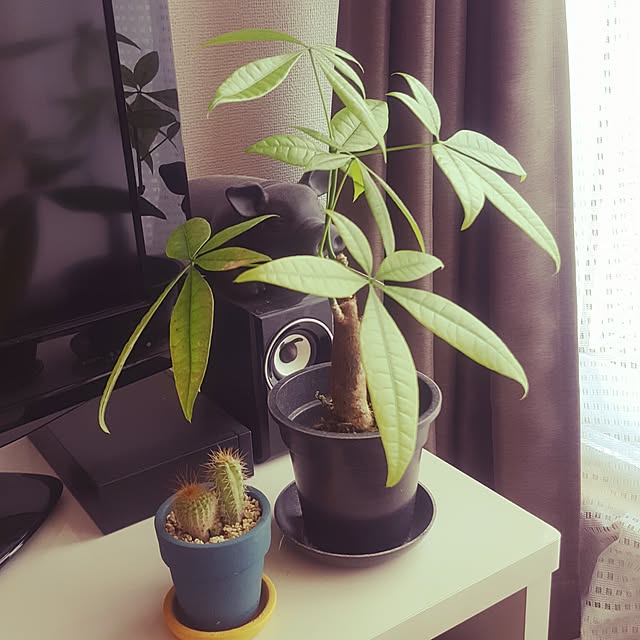 minashukeさんの実例写真