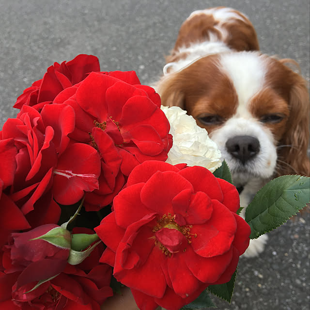 miyaさんの実例写真