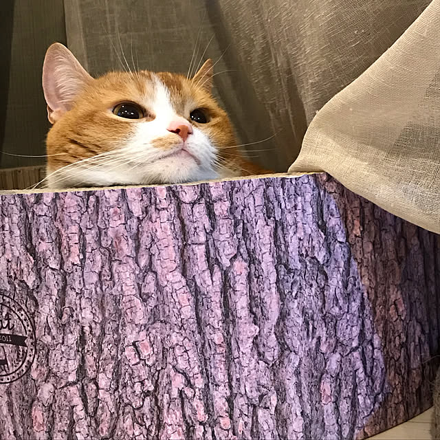KotarouKunさんの実例写真