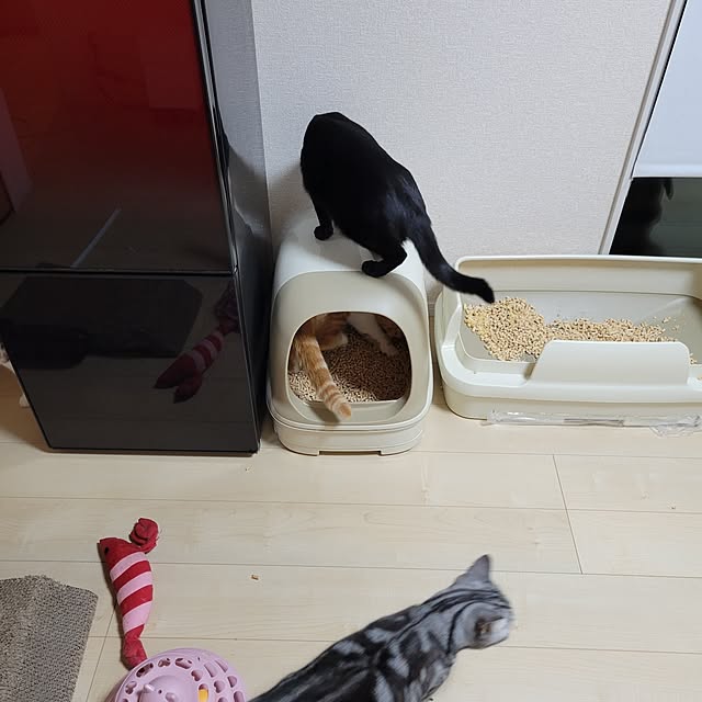 KimmieMouseさんの部屋