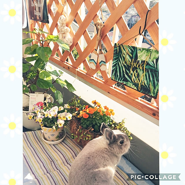 yokomokoさんの実例写真