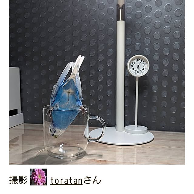 toratanさんの実例写真