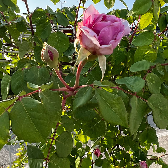 AYUKOさんの実例写真