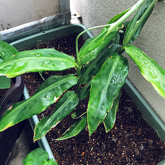 hanachanさんの部屋