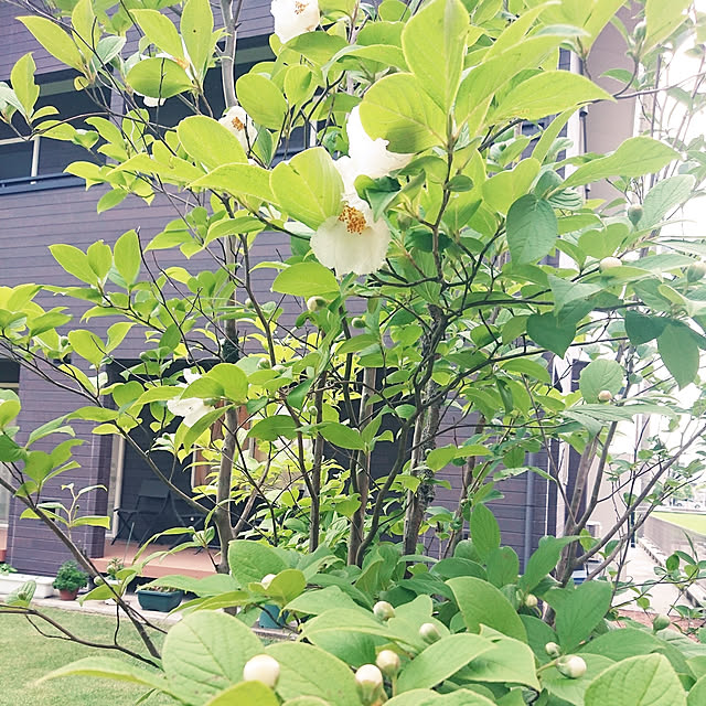 s_h_yさんの実例写真