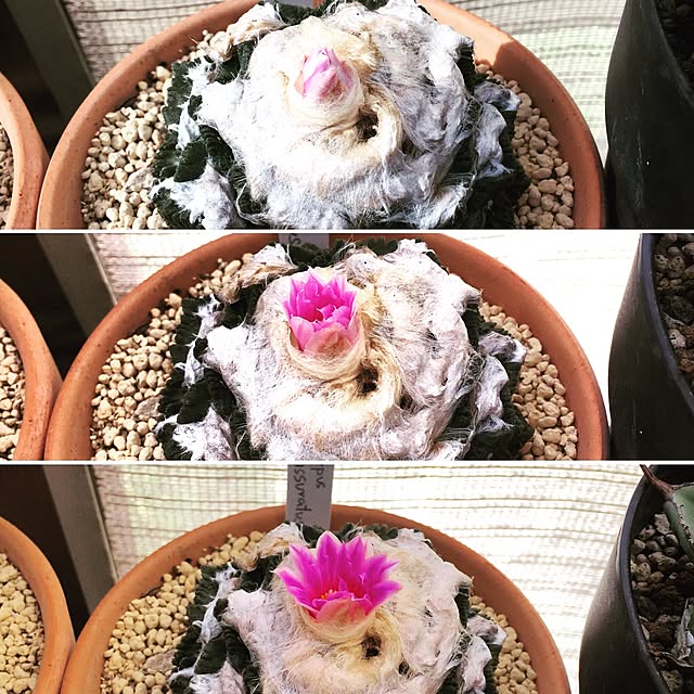 S-Tillandsiaさんの実例写真