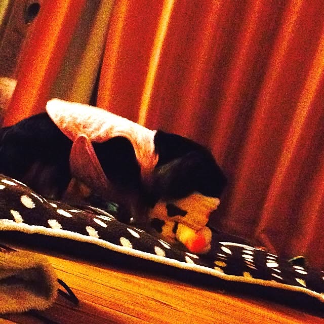 soruhu_1017さんの実例写真