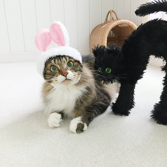 yuchiさんの実例写真