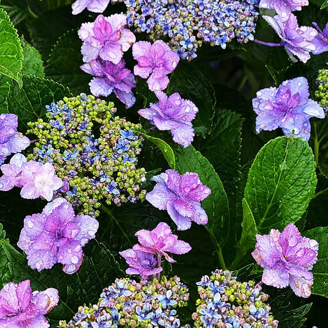 紫陽花/生花のある暮らし/花/リラックス/玄関/入り口のインテリア実例 - 2021-06-09 10:36:52