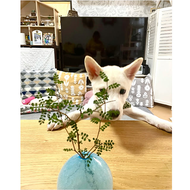 mo-nosukeさんの実例写真