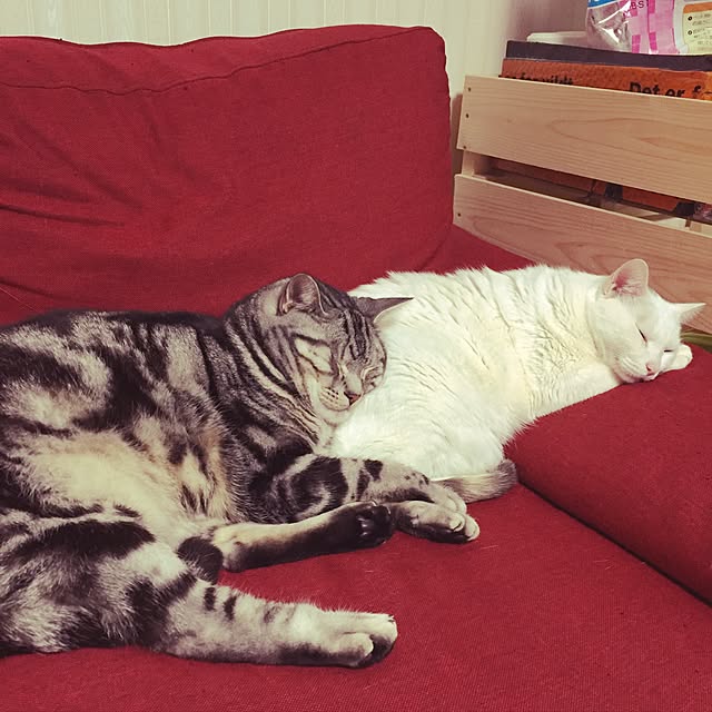 hiro_mashさんの実例写真
