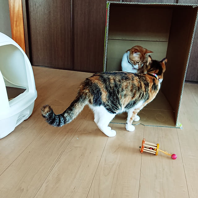 akiさんの実例写真