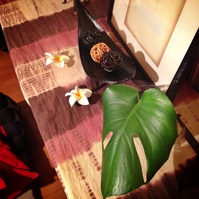 壁/天井/植物/観葉植物/アジアン/モンステラのインテリア実例 - 2012-12-18 19:54:49